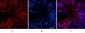 NFκB-p65 (Acetyl Lys310) Polyclonal Antibody